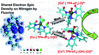 Graphical abstract: Understanding the role of fluorination in the mechanistic nature of the water splitting process catalyzed by cobalt tris-(2-pyridylmethyl)amine complexes