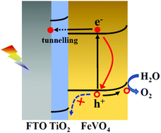 Graphical abstract: An ultrathin TiO2 interfacial layer enhancing the performance of an FeVO4 photoanode for water splitting