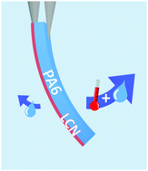 Graphical abstract: Unravelling humidity-gated, temperature responsive bilayer actuators