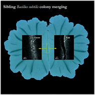 Graphical abstract: Reply to the comment on “Rivalry in Bacillus subtilis colonies: enemy or family?”