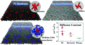 Graphical abstract: Lipid-specific interactions determine the organization and dynamics of membrane-active peptide melittin