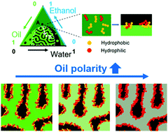 Graphical abstract: Fabrication of solvent transfer-induced phase separation bijels with mixtures of hydrophilic and hydrophobic nanoparticles