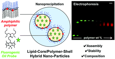Graphical abstract: Lipid-core/polymer-shell hybrid nanoparticles: synthesis and characterization by fluorescence labeling and electrophoresis