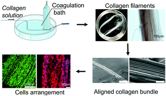 Graphical abstract: Bioactive scaffolds based on collagen filaments with tunable physico-chemical and biological features