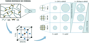 Graphical abstract: Evaluation of the subtle trade-off between physical stability and thermo-responsiveness in crosslinked methylcellulose hydrogels