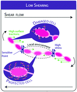 Graphical abstract: Shaving and breaking bacterial chains with a viscous flow