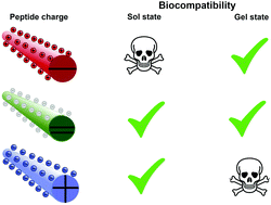 Graphical abstract: Effect of polar amino acid incorporation on Fmoc-diphenylalanine-based tetrapeptides