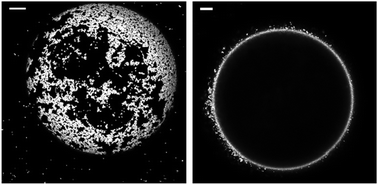 Graphical abstract: Influence of salt concentration on the formation of Pickering emulsions