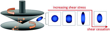 Graphical abstract: Shear-induced deformation and interfacial jamming of solid-stabilized droplets