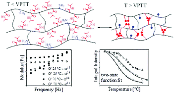 Graphical abstract: Poly(vinylamine-co-N-isopropylacrylamide) linear polymer and hydrogels with tuned thermoresponsivity