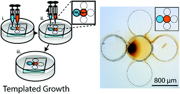 Graphical abstract: Crystallization at droplet interfaces for the fabrication of geometrically programmed synthetic magnetosomes