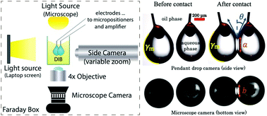 Graphical abstract: Instantaneous tension measurements in droplet interface bilayers using an inexpensive, integrated pendant drop camera