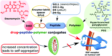 Graphical abstract: Amphiphilic drug–peptide–polymer conjugates based on poly(ethylene glycol) and hyperbranched polyglycerol for epidermal growth factor receptor targeting: the effect of conjugate aggregation on in vitro activity