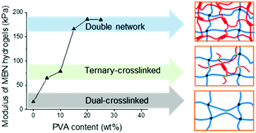 Graphical abstract: How can multi-bond network hydrogels dissipate energy more effectively: an investigation on the relationship between network structure and properties