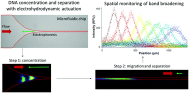 Graphical abstract: Characterization and minimization of band broadening in DNA electrohydrodynamic migration for enhanced size separation
