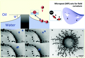 Graphical abstract: Dimerization and structure formation of colloids via capillarity at curved fluid interfaces