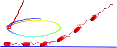 Graphical abstract: Wall entrapment of peritrichous bacteria: a mesoscale hydrodynamics simulation study