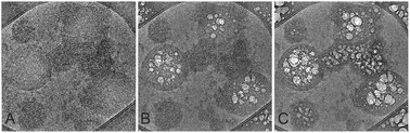 Graphical abstract: Imaging of dairy emulsions via a novel approach of transmission electron cryogenic microscopy using beam exposure