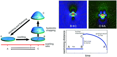 Graphical abstract: Snapping elastic disks as microswimmers: swimming at low Reynolds numbers by shape hysteresis