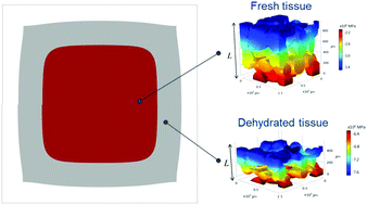 Graphical abstract: Identifying in silico how microstructural changes in cellular fruit affect the drying kinetics