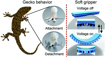 Graphical abstract: An electrically active gecko-effect soft gripper under a low voltage by mimicking gecko's adhesive structures and toe muscles