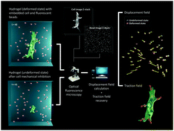 Graphical abstract: Inverse method based on 3D nonlinear physically constrained minimisation in the framework of traction force microscopy