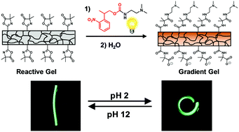Graphical abstract: Photomediated post-fabrication modification of azlactone-functionalized gels for the development of hydrogel actuators