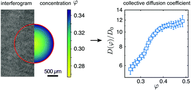 Graphical abstract: Collective diffusion coefficient of a charged colloidal dispersion: interferometric measurements in a drying drop