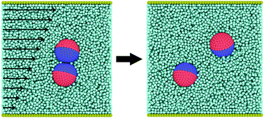 Graphical abstract: Stability of amphiphilic Janus dimers in shear flow: a molecular dynamics study