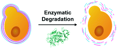 Graphical abstract: Enzymatically degradable, starch-based layer-by-layer films: application to cytocompatible single-cell nanoencapsulation