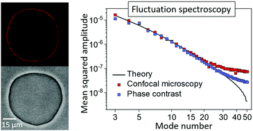Graphical abstract: Fluctuation spectroscopy of giant unilamellar vesicles using confocal and phase contrast microscopy