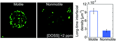 Graphical abstract: Bacterial motility enhances adhesion to oil droplets