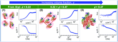 Graphical abstract: Packing and dynamics of a protein solution approaching the jammed state