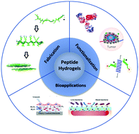 Graphical abstract: Recent advances in the fabrication, functionalization, and bioapplications of peptide hydrogels