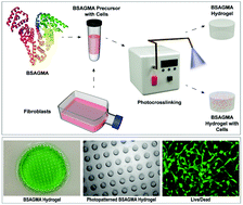 Graphical abstract: Synthesis and characterization of photocrosslinkable albumin-based hydrogels for biomedical applications