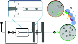 Graphical abstract: Functionalized hydrogel microparticles prepared by microfluidics and their interaction with tumour marker carbonic anhydrase IX