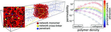 Graphical abstract: Tuning the selective permeability of polydisperse polymer networks