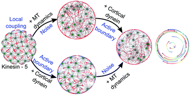 Graphical abstract: Aster swarming by symmetry breaking of cortical dynein transport and coupling kinesins