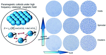 Graphical abstract: Characterizing the spatiotemporal evolution of paramagnetic colloids in time-varying magnetic fields with Minkowski functionals