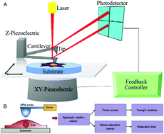 Graphical abstract: Recent advances in AFM-based biological characterization and applications at multiple levels