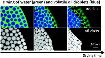 Graphical abstract: Evaporation kinetics of continuous water and dispersed oil droplets