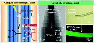 Graphical abstract: Wire templated electrodeposition of vessel-like structured chitosan hydrogel by using a pulsed electrical signal