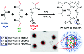 Graphical abstract: Short oligo(ethylene glycol) chain incorporated thermoresponsive microgels: from structural analysis to modulation of solution properties
