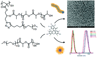 Graphical abstract: Effect of side-chain length on solute encapsulation by amphiphilic heterografted brush copolymers