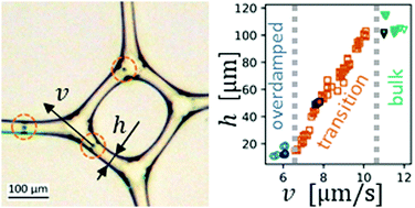 Graphical abstract: Chlamydomonas reinhardtii swimming in the Plateau borders of 2D foams