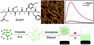 Graphical abstract: Self-assembly of pentapeptides in ethanol to develop organogels