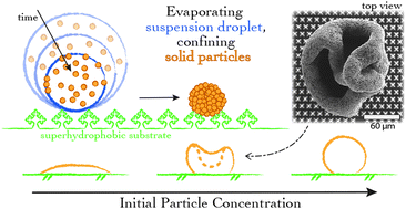 Graphical abstract: Evaporation-driven colloidal cluster assembly using droplets on superhydrophobic fractal-like structures