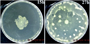 Graphical abstract: An expanding bacterial colony forms a depletion zone with growing droplets