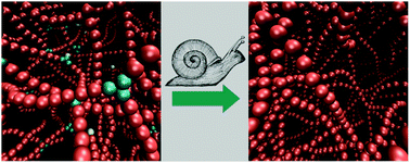 Graphical abstract: Aging of living polymer networks: a model with patchy particles