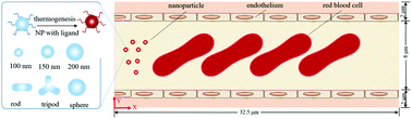 Graphical abstract: Numerical simulation of transport and adhesion of thermogenic nano-carriers in microvessels